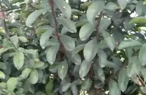 video-amphids-myrtles-460x300