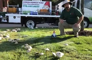 video-fairy-ring-460x300