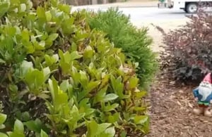 video-gardenia-damage-460x300