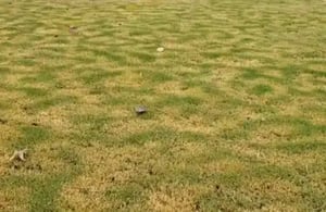 video-irregular-turf-frost-460x300