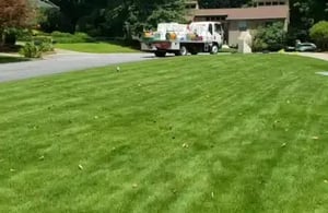 video-poa-annua-zoysia-460x300