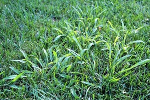 crabbgrass-coarse-fescue-2