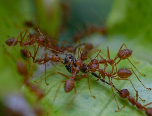 texas-fire-ant-control-services-800x610