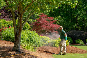trees and shrubs header
