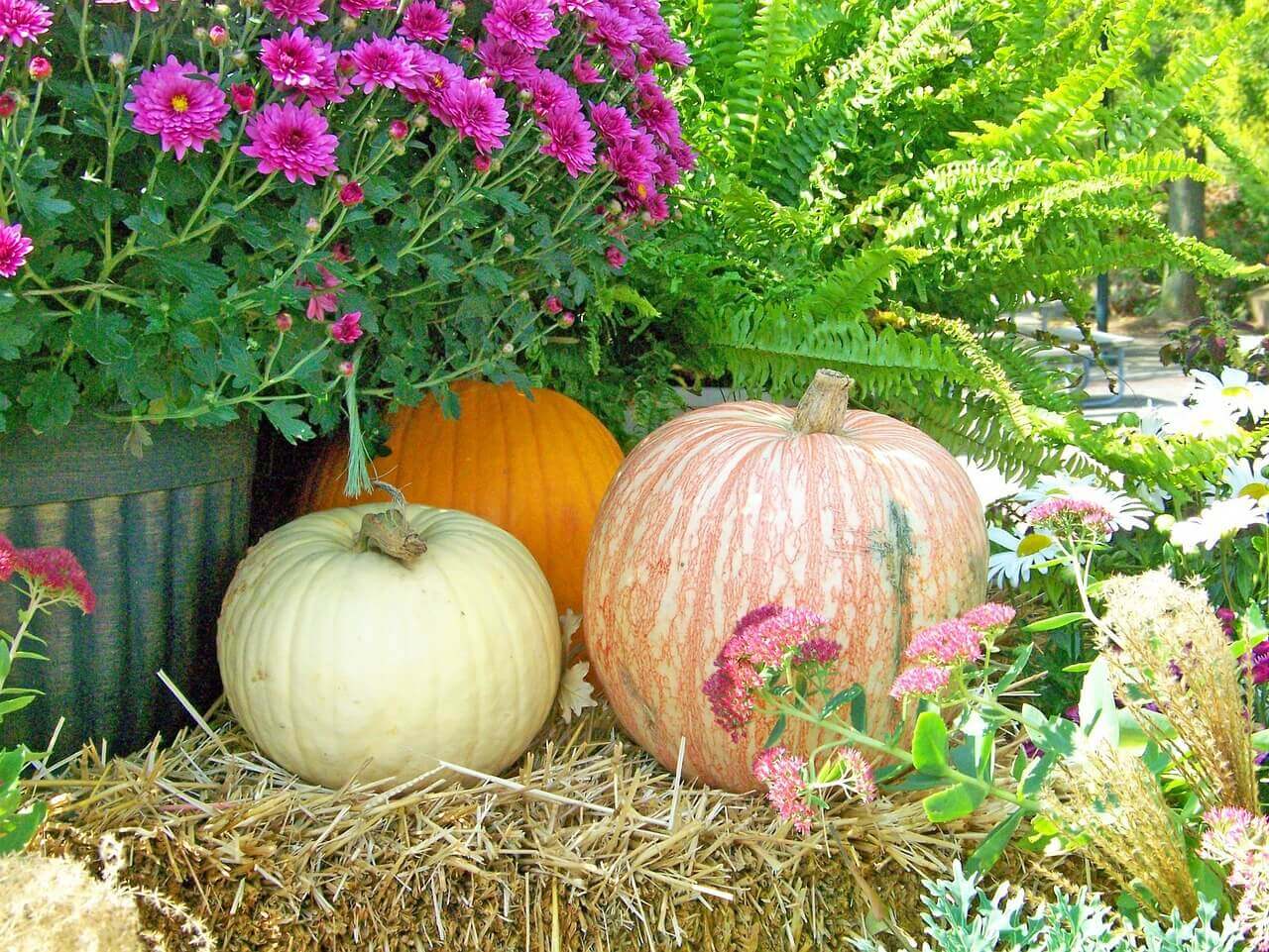 Fall Alert: It's Time to Fertilize Trees and Shrubs