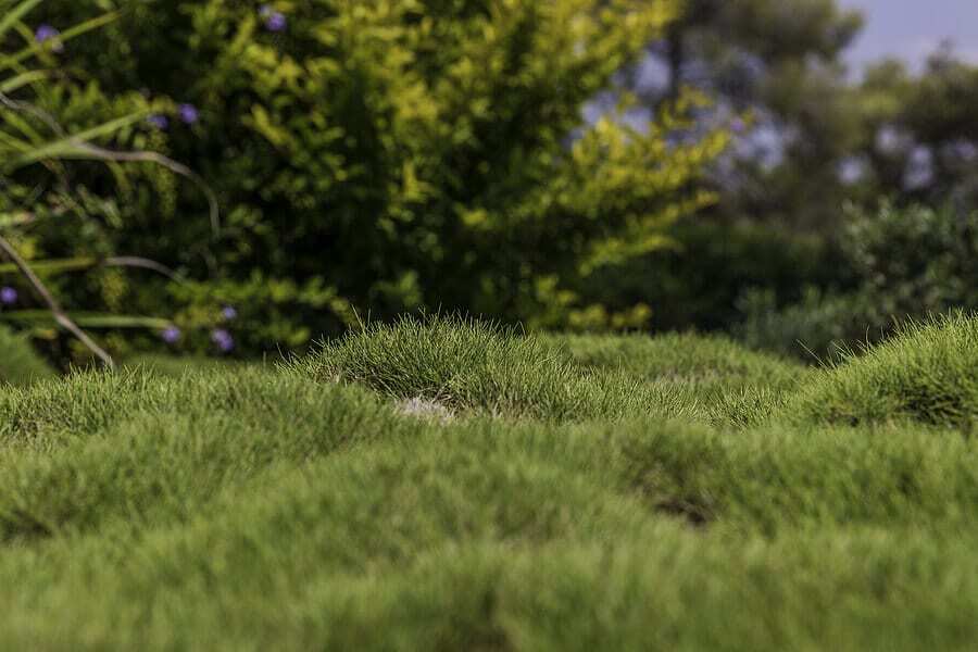 What Can I Do About a Bumpy Lawn?