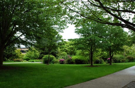 How to care for a shaded lawn.