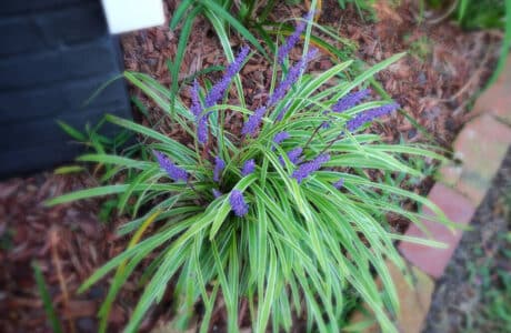 Monkey grass with violet blooms