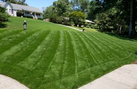 Verdant and lush lawn