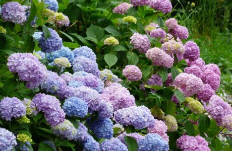 Purple and pink hydrangea bushes.