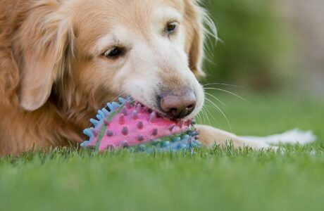 Dog on lawn with chew toy.