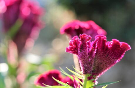 Close-up of celosia bloom.