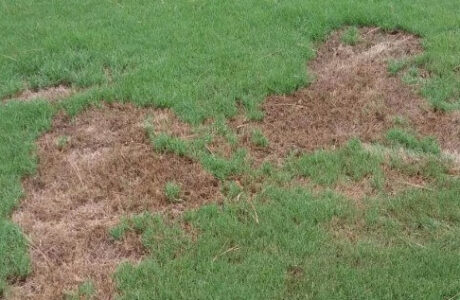 Brown patch fungus in lawn