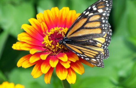 Monarch butterfly on zinnia flower.