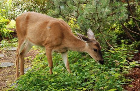 Deer eating vegetation in lawn