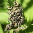 Army Worms