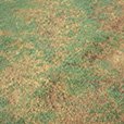 Pythium Blight