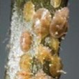 Scale Insects