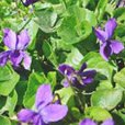 Wild Violets