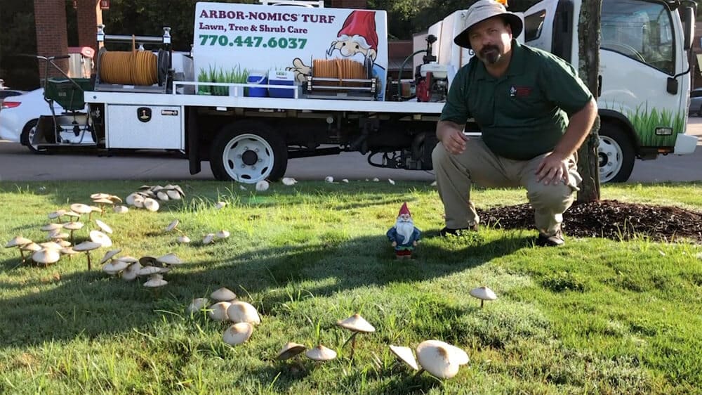 How To Identify And Treat Fairy Ring Arbor Nomics