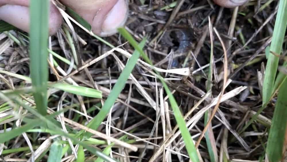 How To Identify And Treat Spittlebugs Arbor Nomics