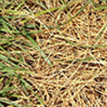 close up of dead grass from fungicide