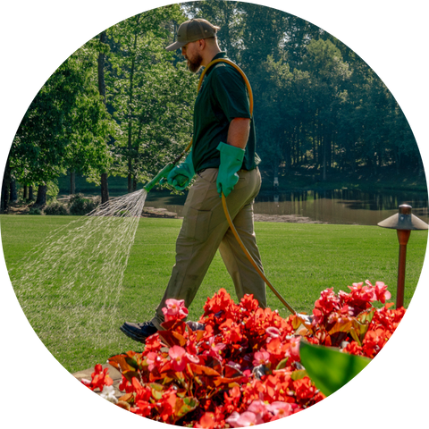 A lawn care professional wearing gloves and a hat, spraying treatment on a lawn near vibrant red flowers